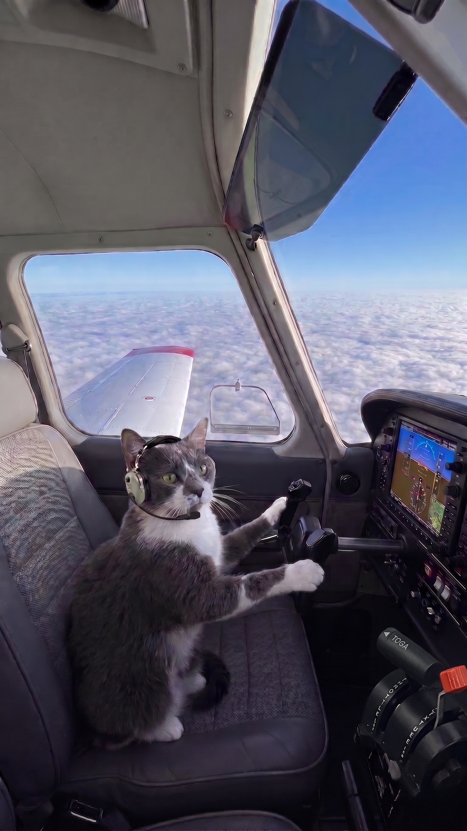 Frances Vu - Captain Cat in the Cockpit